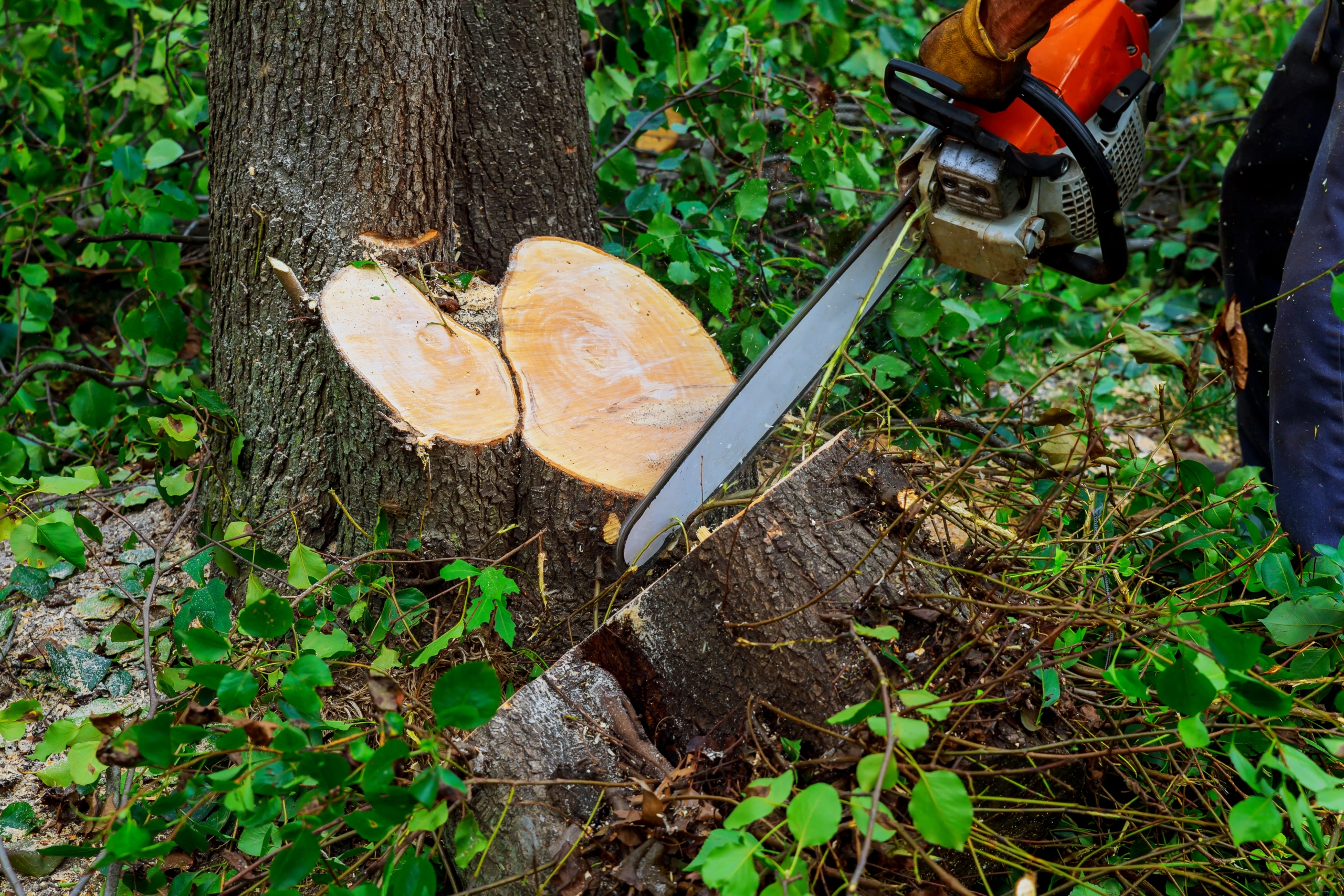 tree being chain sawed off